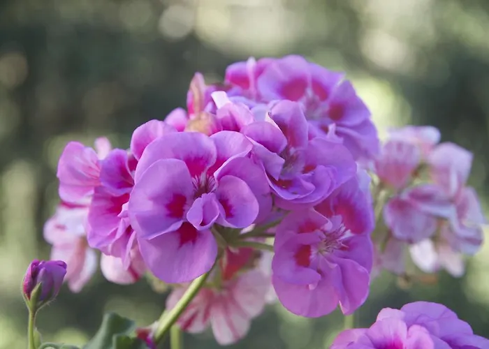 アパート クールマイユール