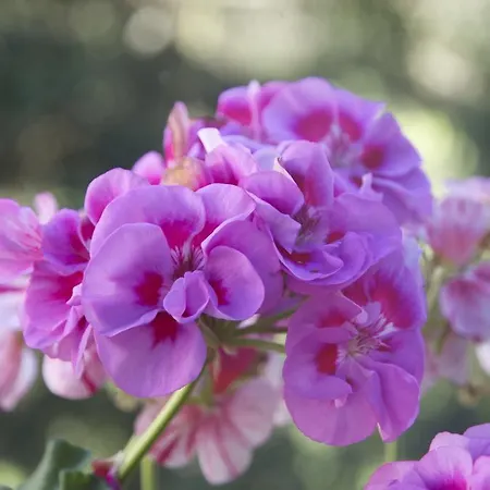 Appartement Courmayeur