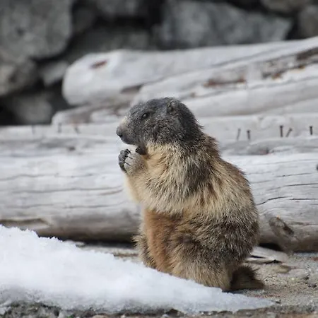 クールマイユール